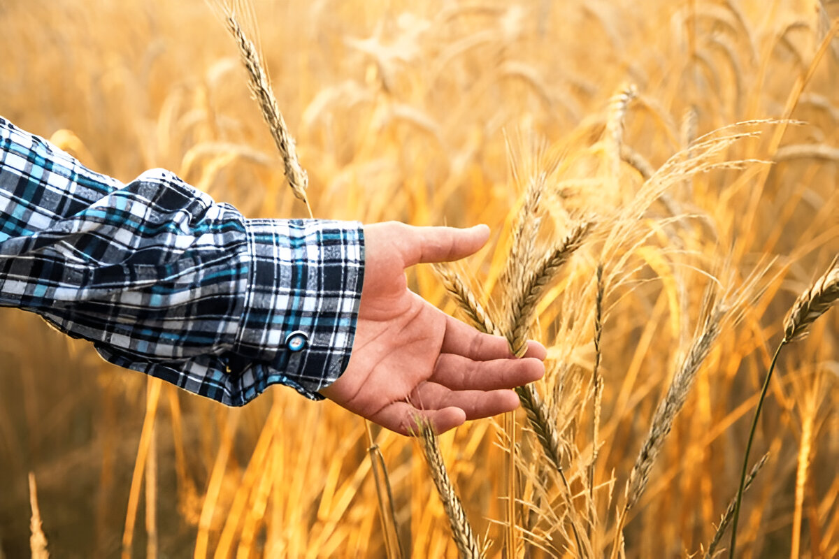 Crop Production